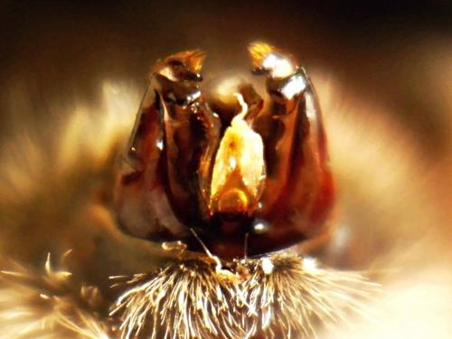 Bombus sp.