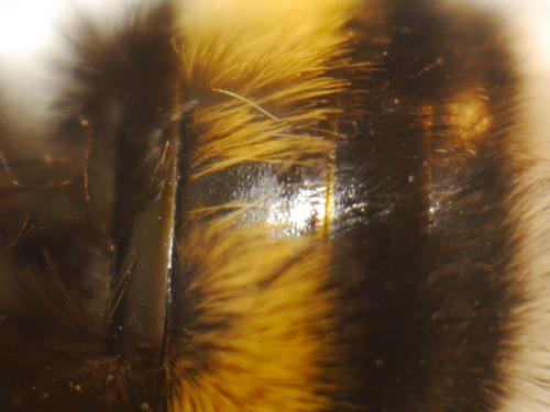 Bombus sp.