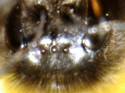 Bombus sp.