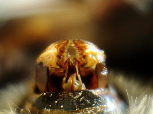 Réf. 145 725 : Bombus bohemicus