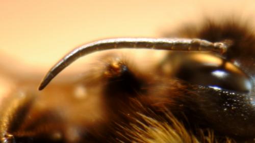 Réf. 145 723 : Bombus bohemicus