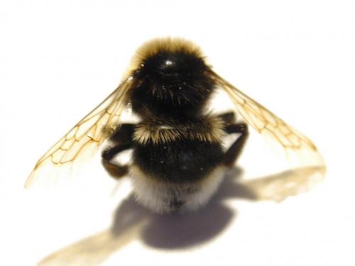 Réf. 145 760 : Bombus bohemicus