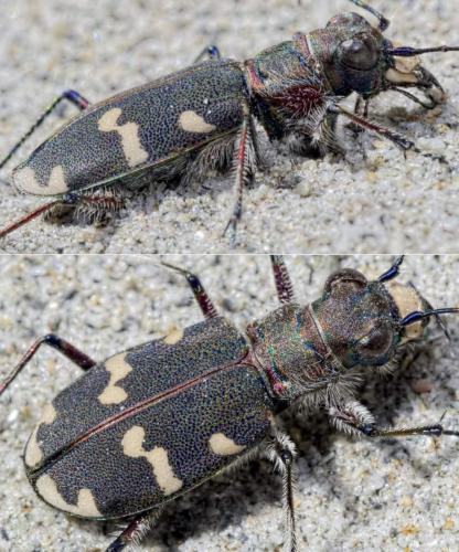 Réf. 145 326 : Cicindela hybrida transversalis