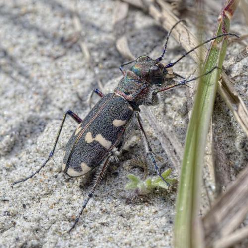 Réf. 145 325 : Cicindela hybrida transversalis