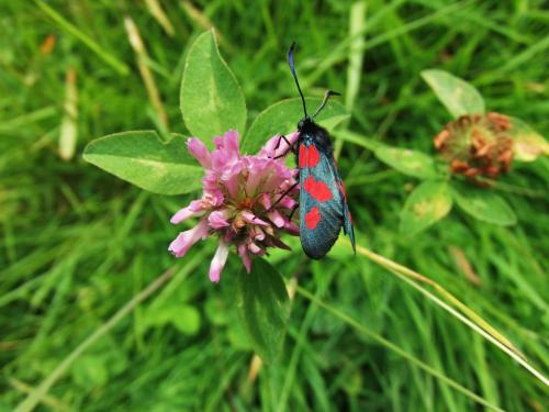 Zygaena trifolii