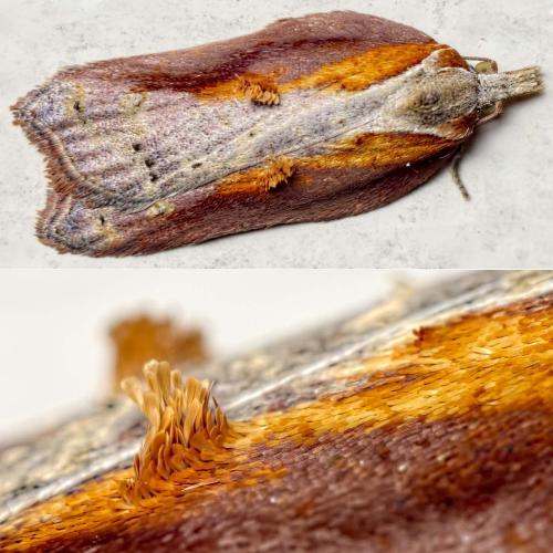 Acleris cristana