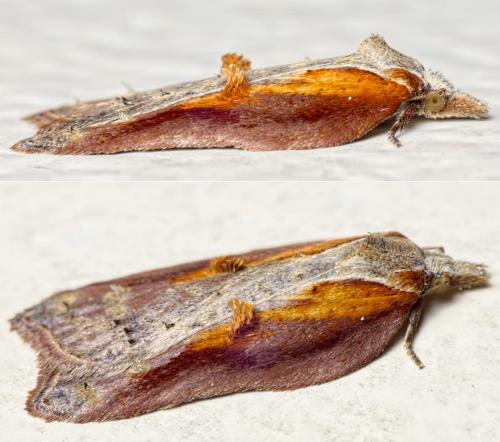 Acleris cristana