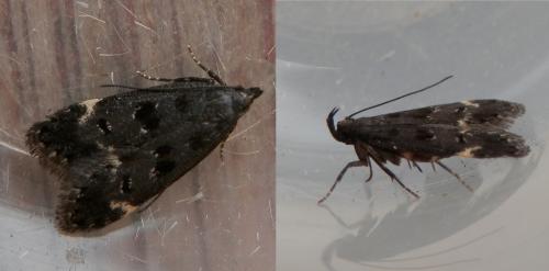 Dichomeris alacella