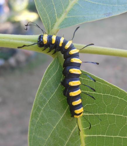 Réf. 145 049 : Acronicta alni