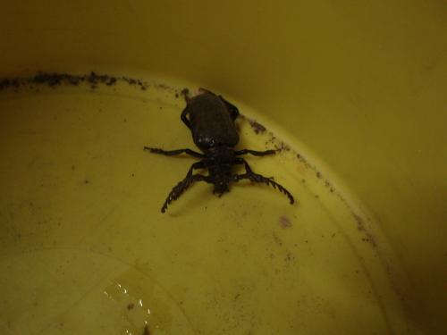 Prionus coriarius