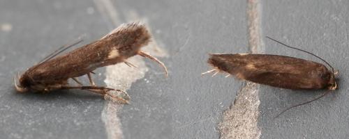 Stomopteryx flavipalpella