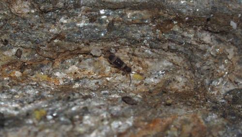 Entomobrya albocincta