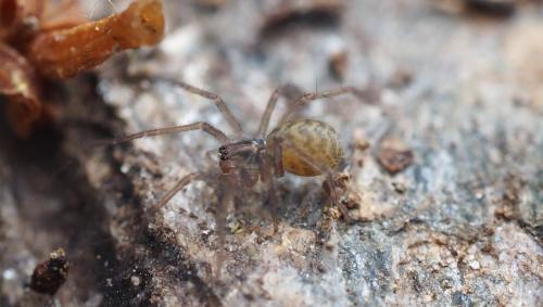 Tegenaria sp.