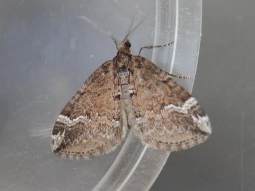 Réf. 145 397 : Perizoma lugdunaria