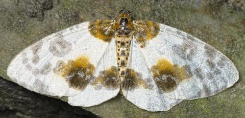 Réf. 145 382 : Abraxas sylvata