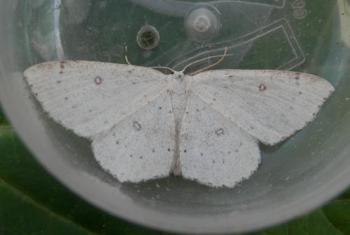 Réf. 145 310 : Cyclophora albipunctata