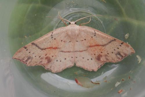 Réf. 145 301 : Cyclophora punctaria