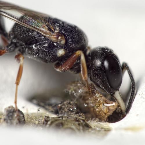 Passaloecus pictus