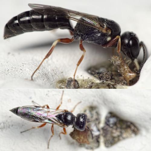 Passaloecus pictus