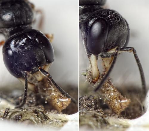 Passaloecus pictus
