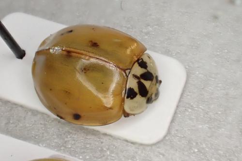 Harmonia axyridis