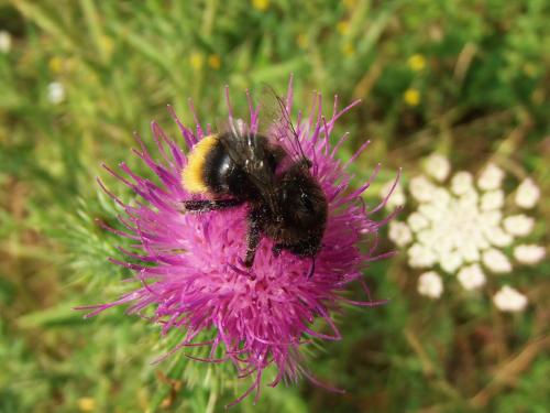 Bombus sp.