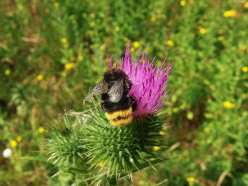 Bombus sp.