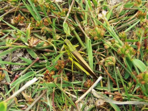 Réf. 145 408 : Stethophyma grossum