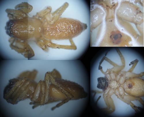 Réf. 145 399 : Clubiona terrestris