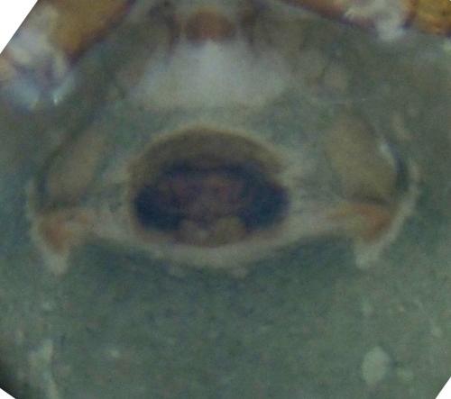 Monocephalus fuscipes