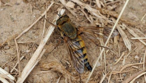 Thereva nobilitata