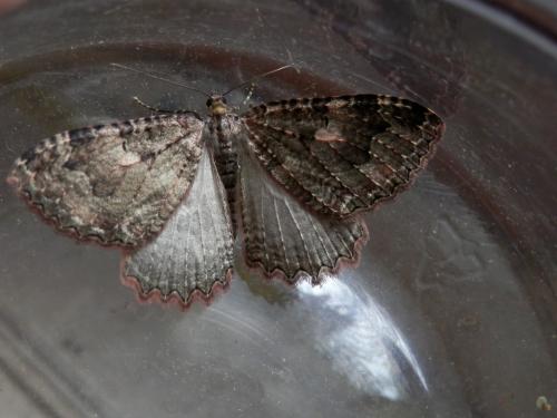 Réf. 145 527 : Triphosa dubitata