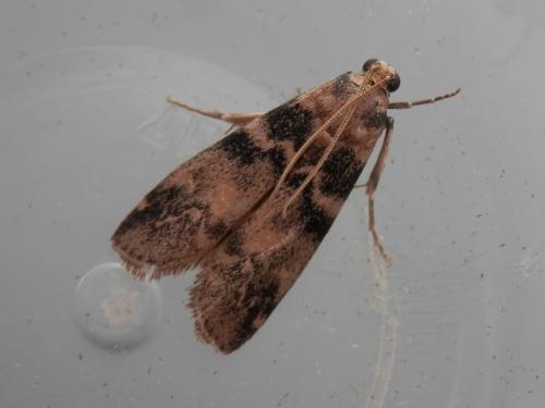 Réf. 145 919 : Euzophera pinguis