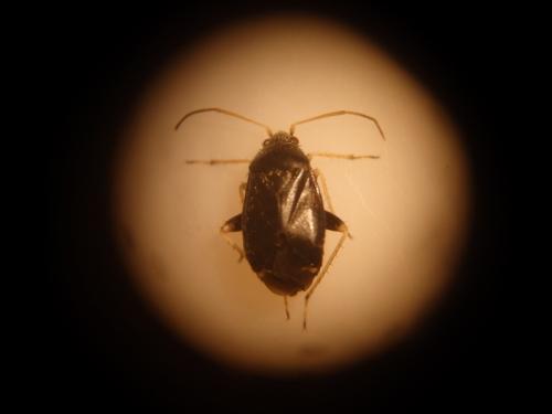 Réf. 145 551 : Criocoris sp.
