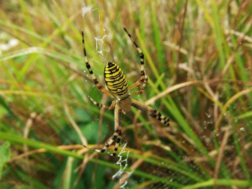 Réf. 145 648 : Argiope bruennichi
