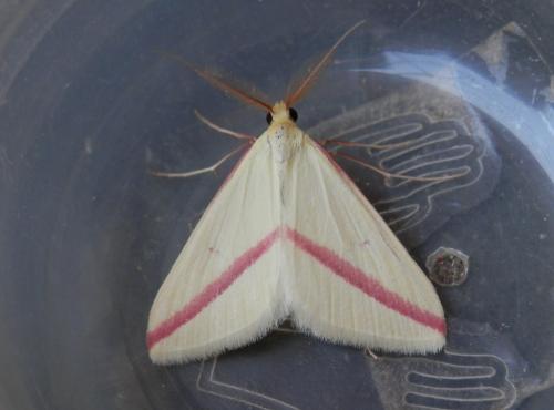 Rhodometra sacraria