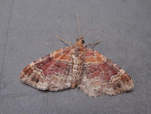 Réf. 145 839 : Xanthorhoe sp.