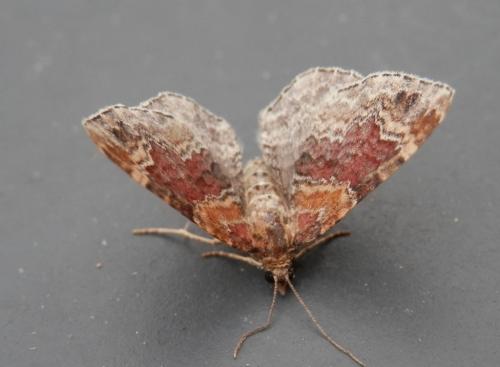 Réf. 145 859 : Xanthorhoe sp.