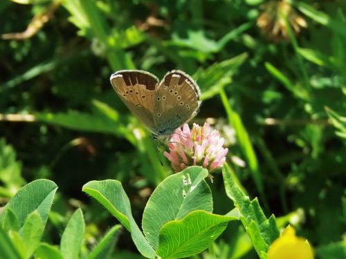 Réf. 145 757 : Cyaniris semiargus