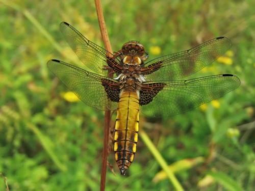 Réf. 145 824 : Libellula depressa