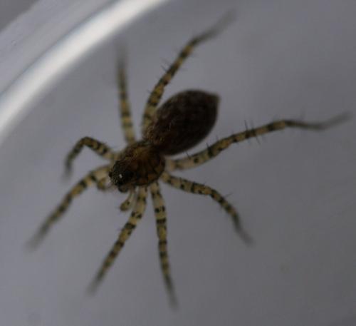 Pardosa sp.