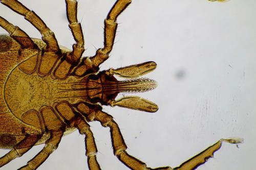 Réf. 145 193 : Ixodes ricinus