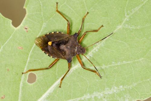Pentatoma rufipes