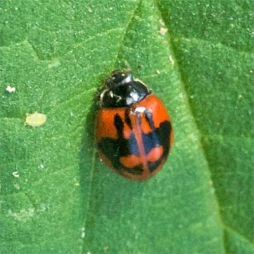 Réf. 145 076 : Adalia bipunctata bipunctata