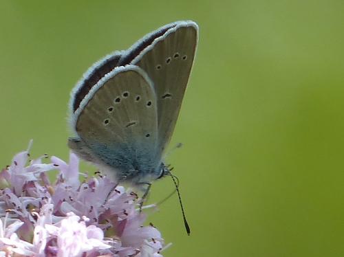 Réf. 145 641 : Cyaniris semiargus