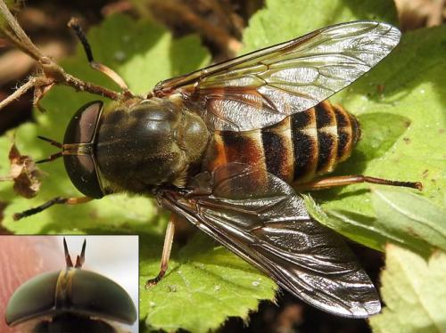Réf. 145 135 : Tabanus sudeticus