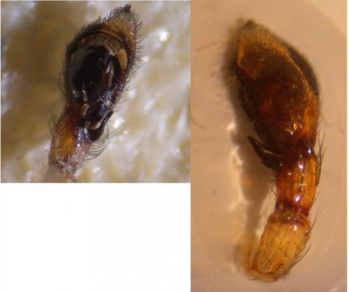 Réf. 145 463 : Philodromus praedatus