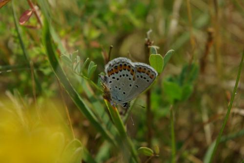 Réf. 145 334 : Plebejus argyrognomon