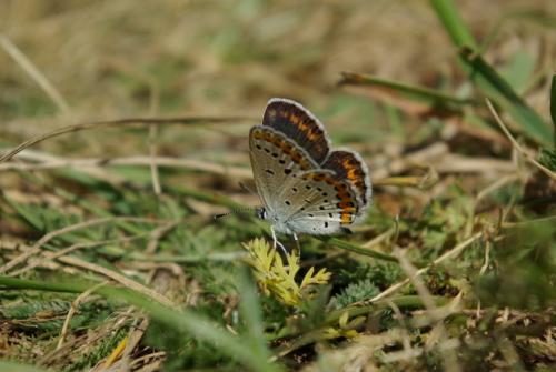 Réf. 145 155 : Plebejus argyrognomon