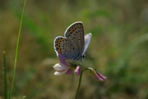 Réf. 145 156 : Plebejus argyrognomon